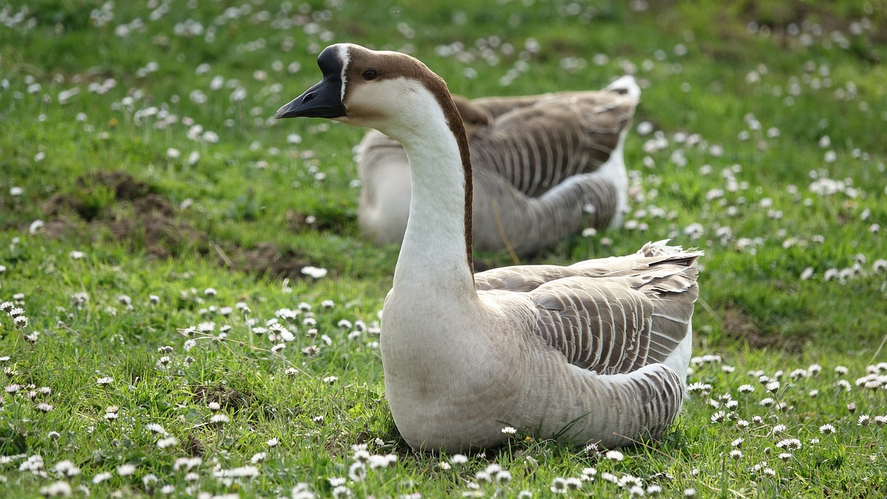 goose  nature  fauna free photo