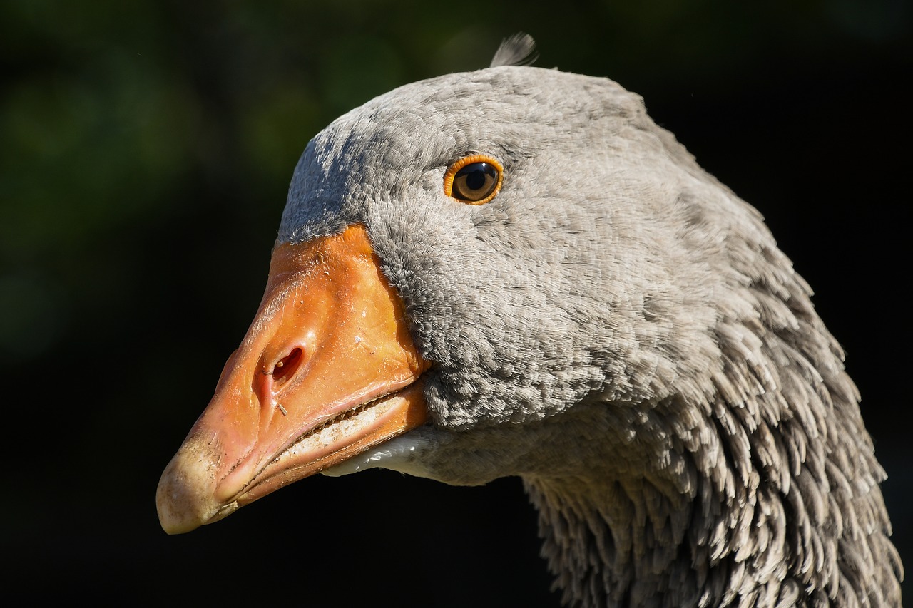 goose  portrait  bird free photo