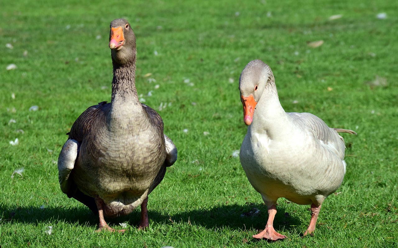 goose  duck  bird free photo