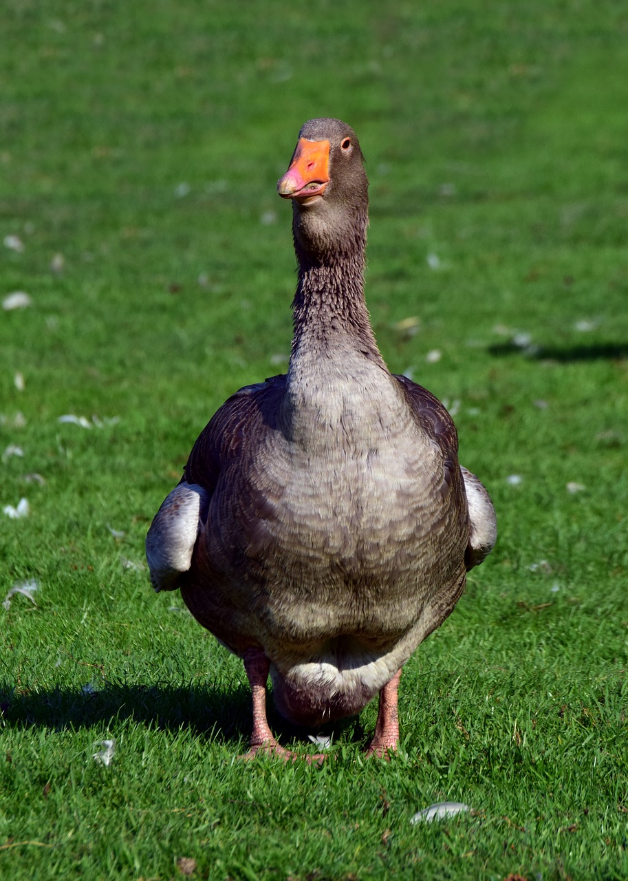 goose  duck  bird free photo