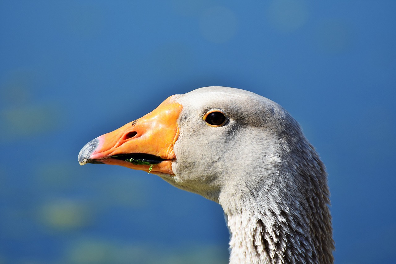 goose  poultry  bird free photo