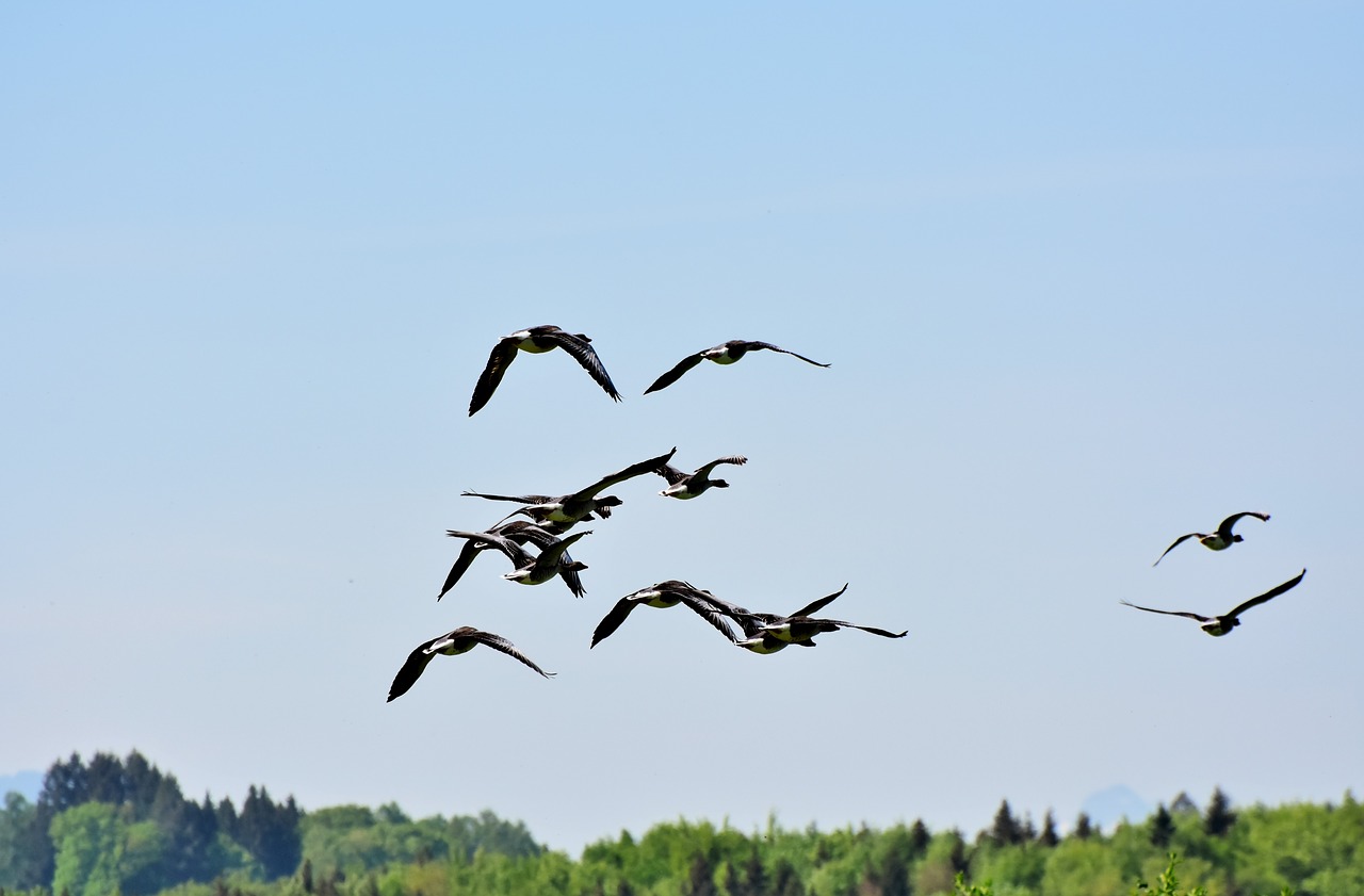 goose  birds  poultry free photo