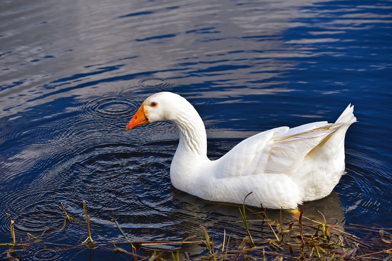 goose  water bird  bird free photo