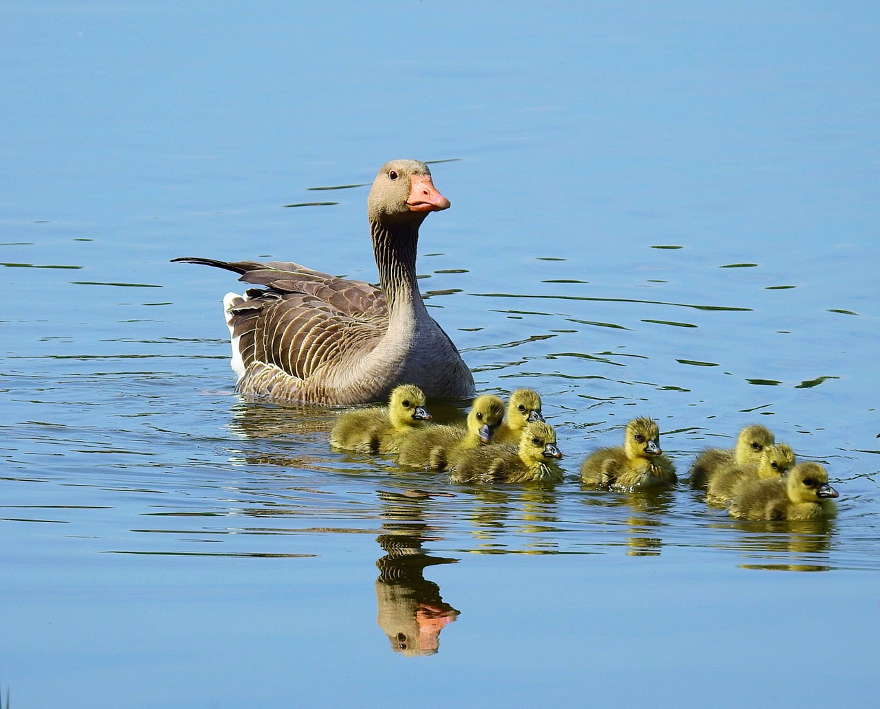 goose  birds  wild birds free photo