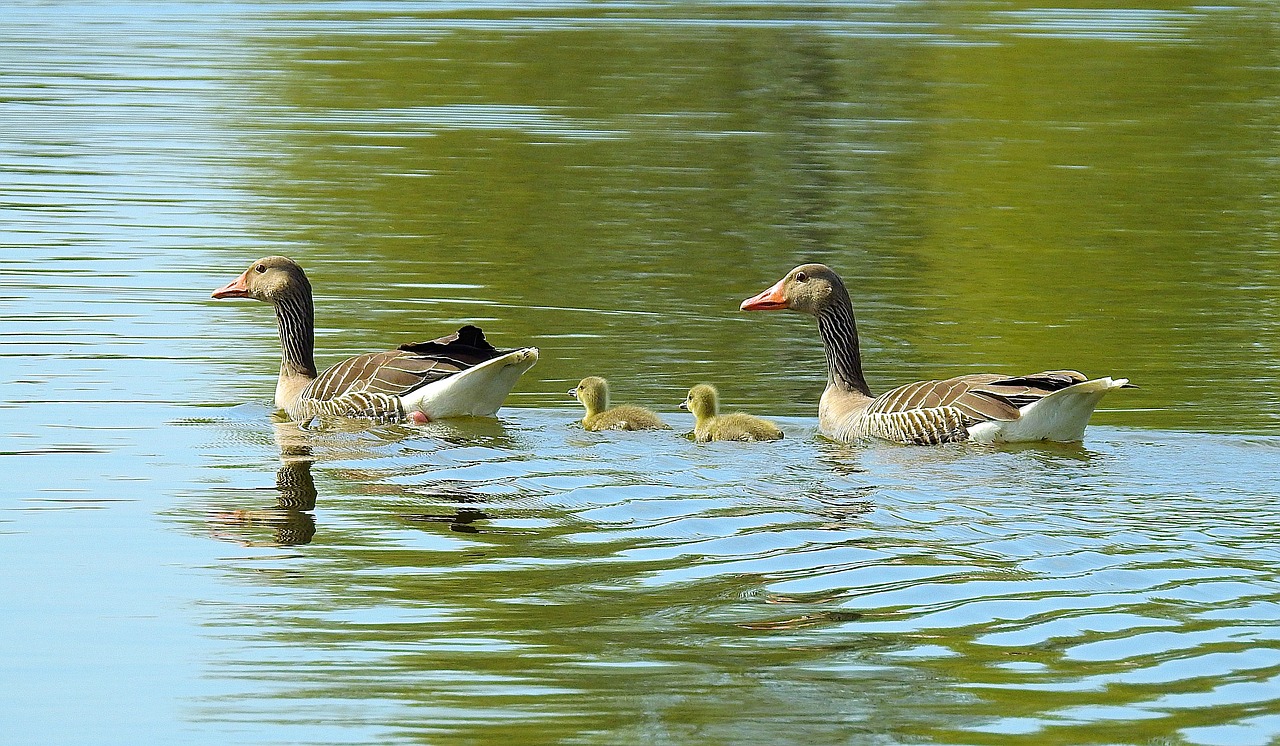 goose  lake  birds free photo