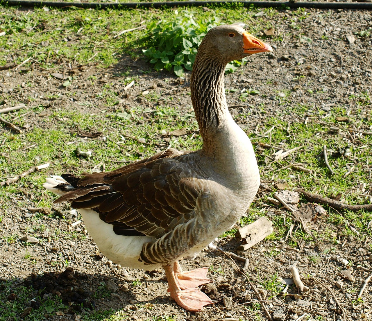 goose bird poultry free photo