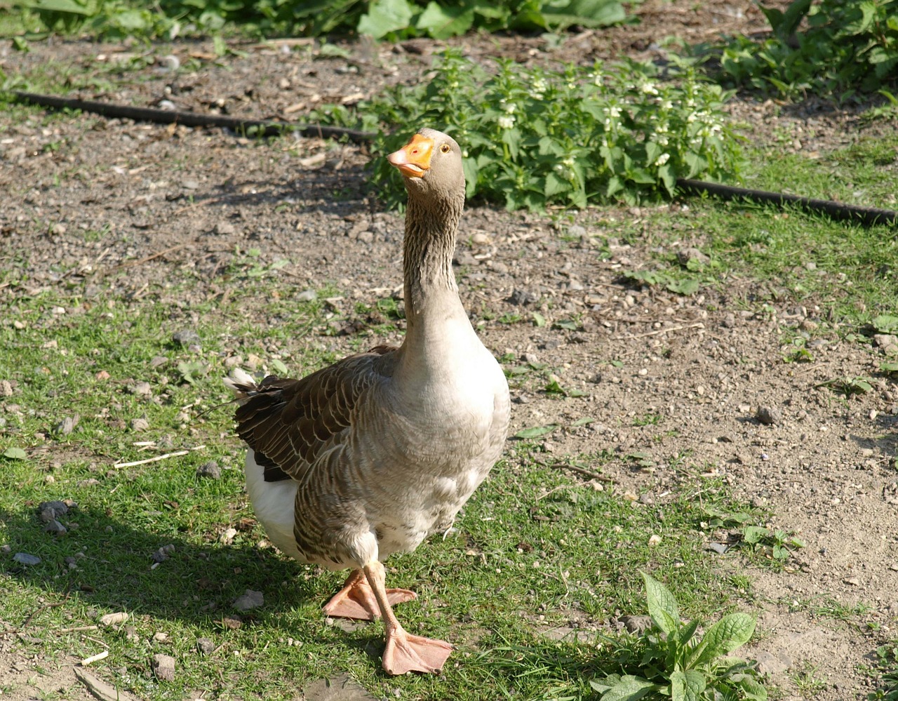goose poultry animal free photo