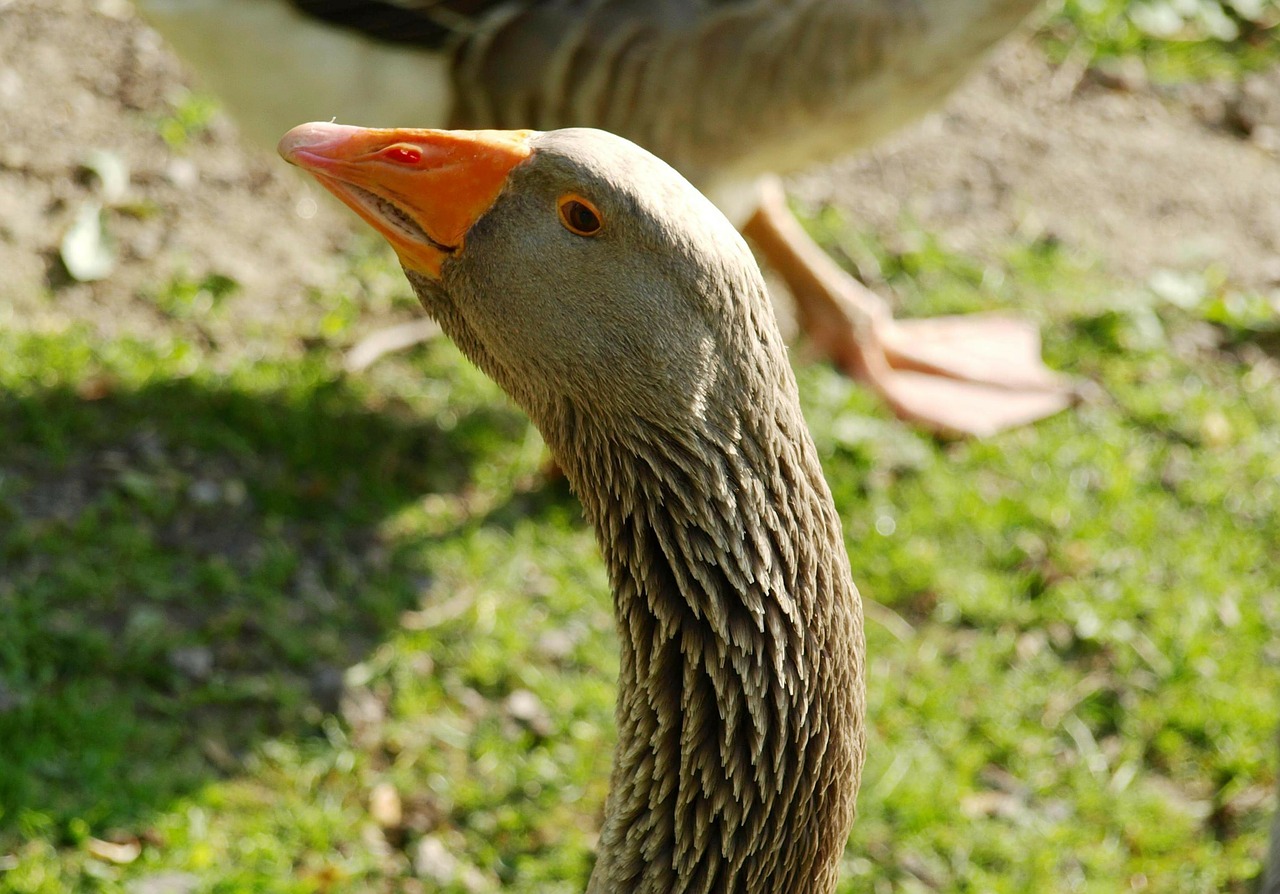 goose head bird free photo