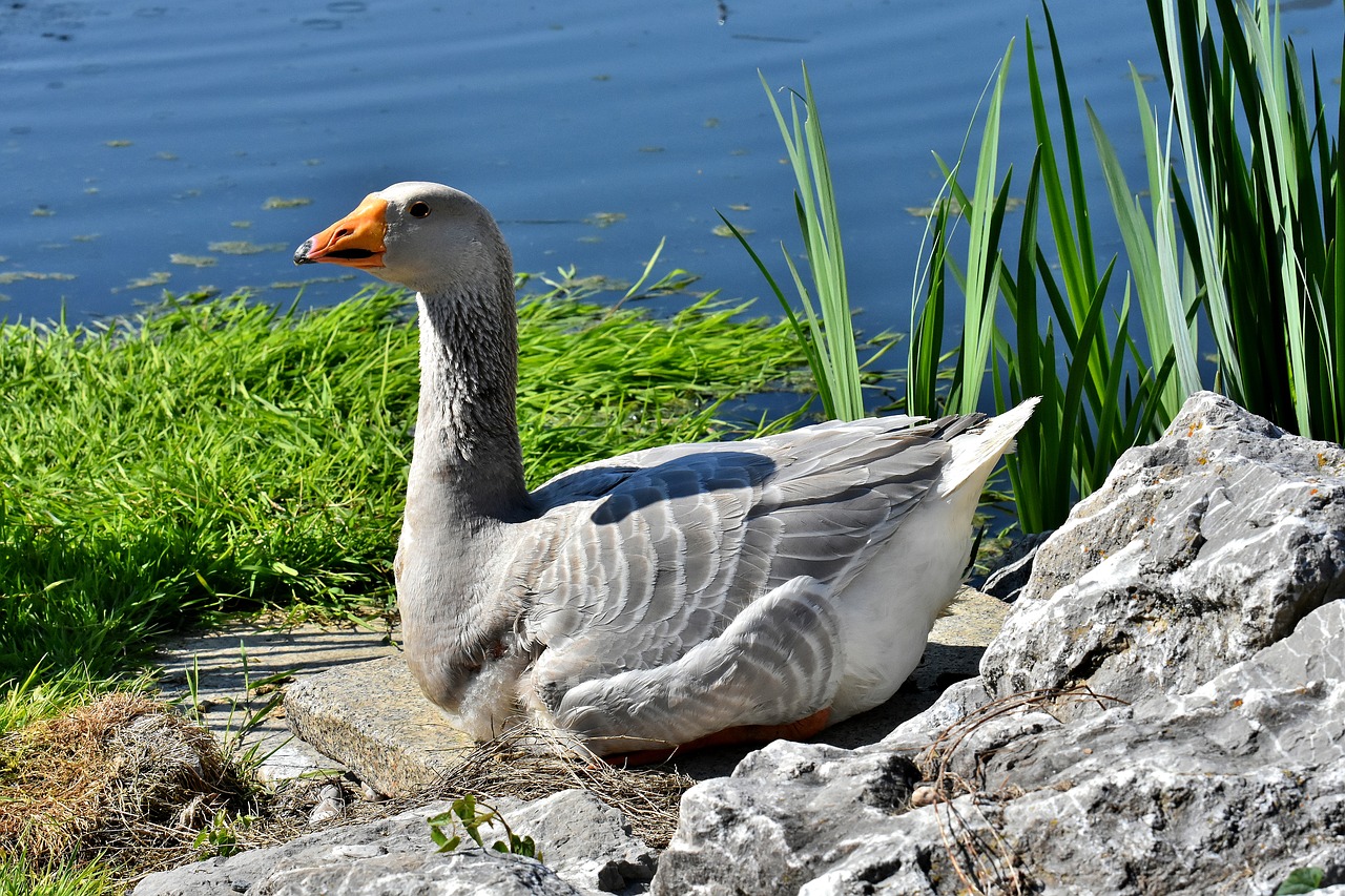 goose  water bird  pond free photo