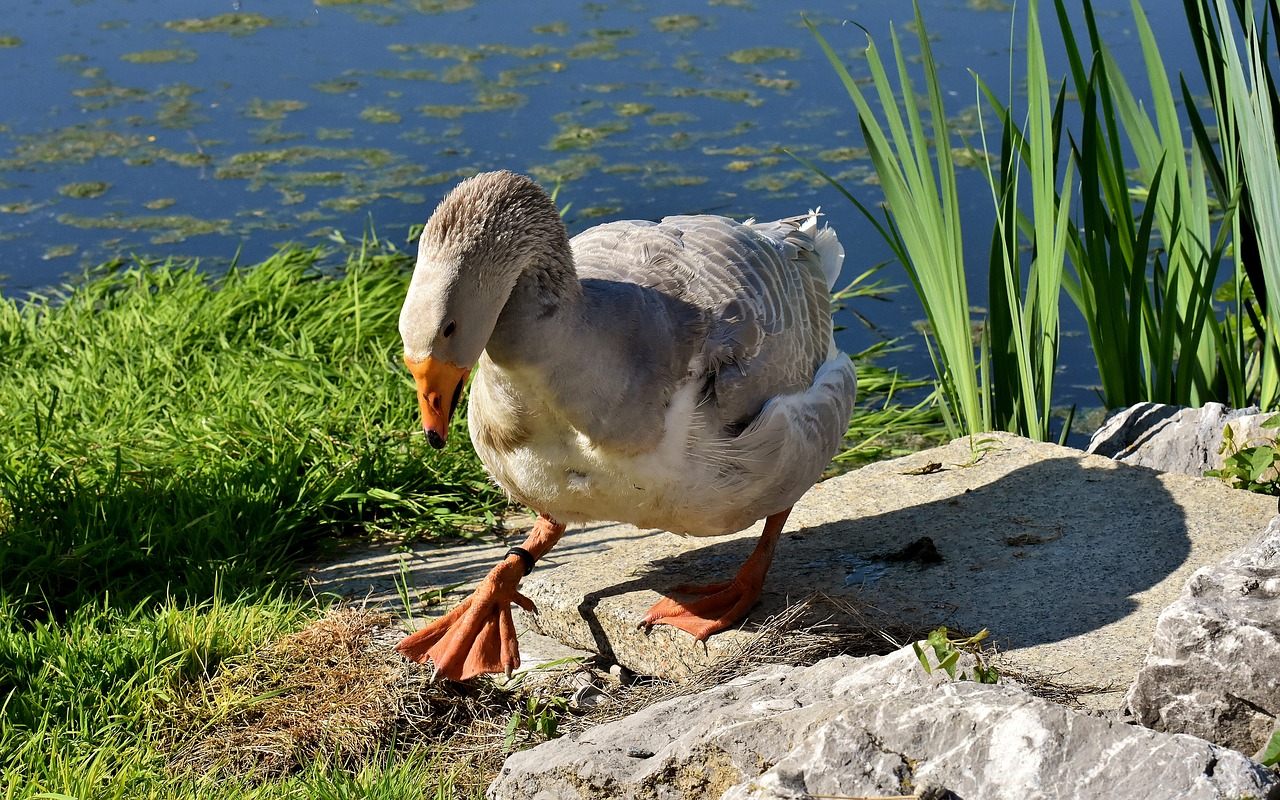 goose  water bird  pond free photo