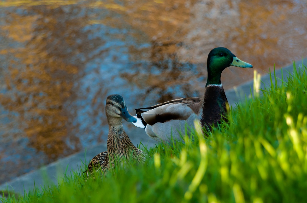 goose  duck  drake free photo