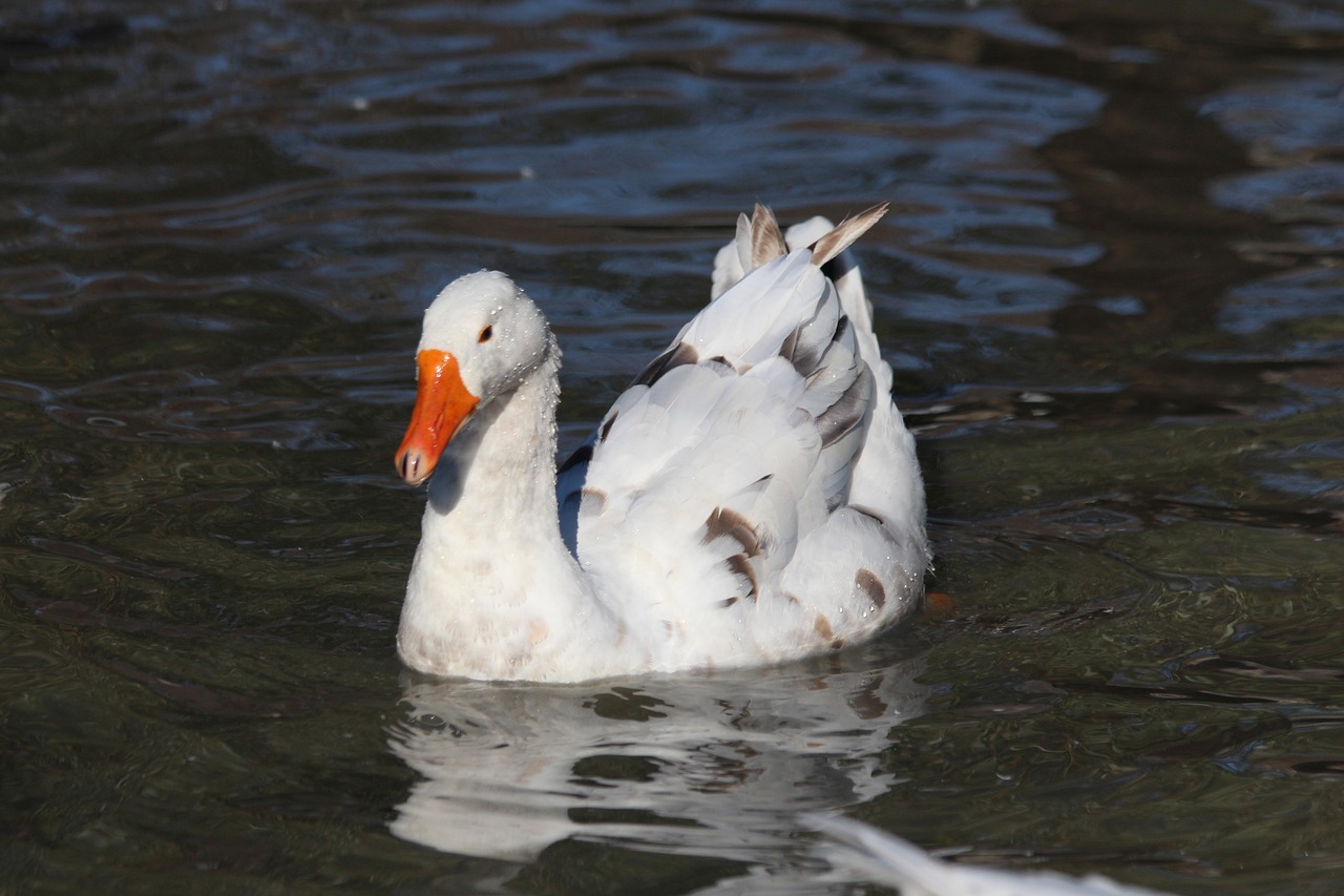 goose  white goose  bird free photo