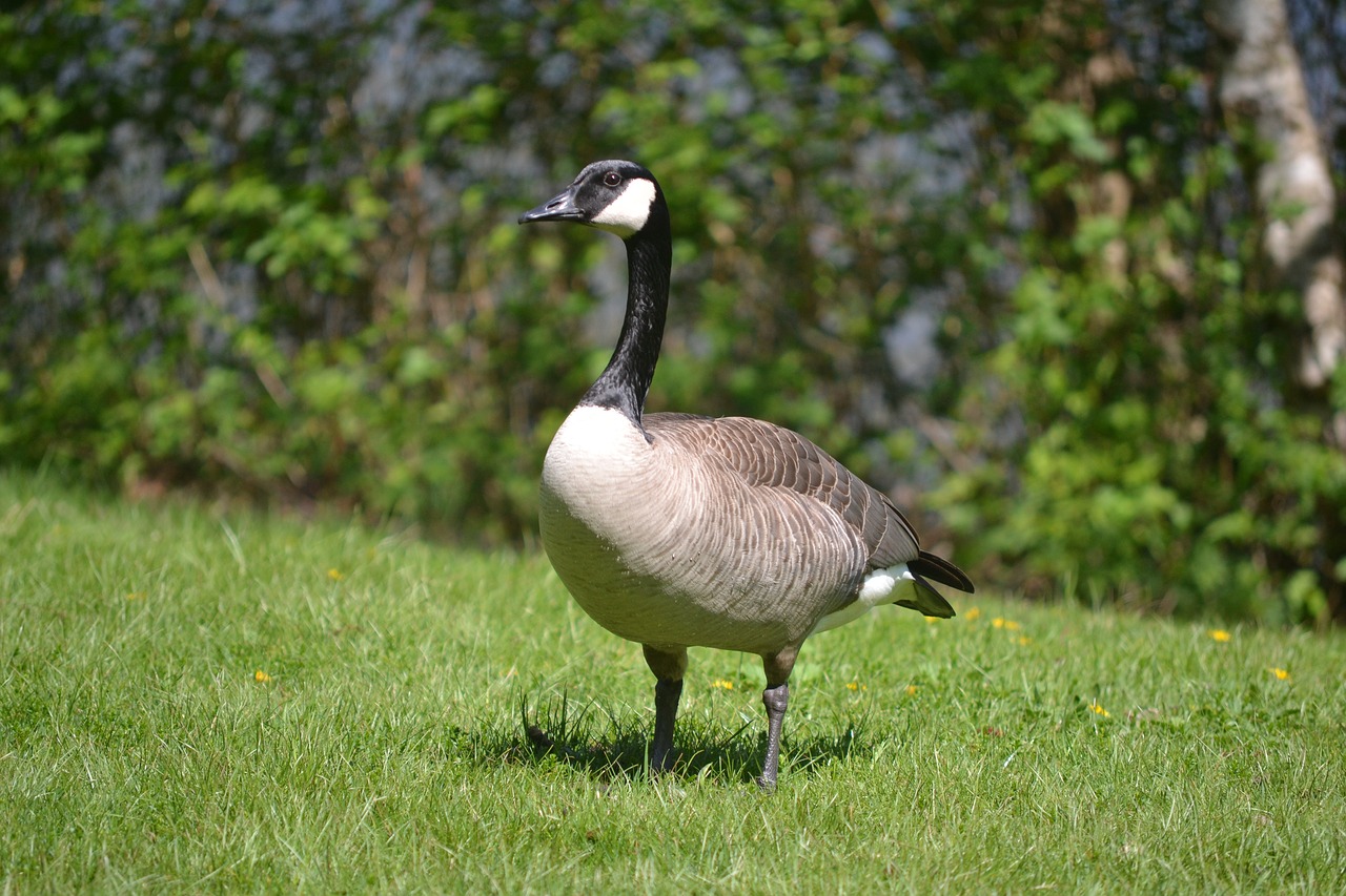 goose  bird  canadian goose free photo