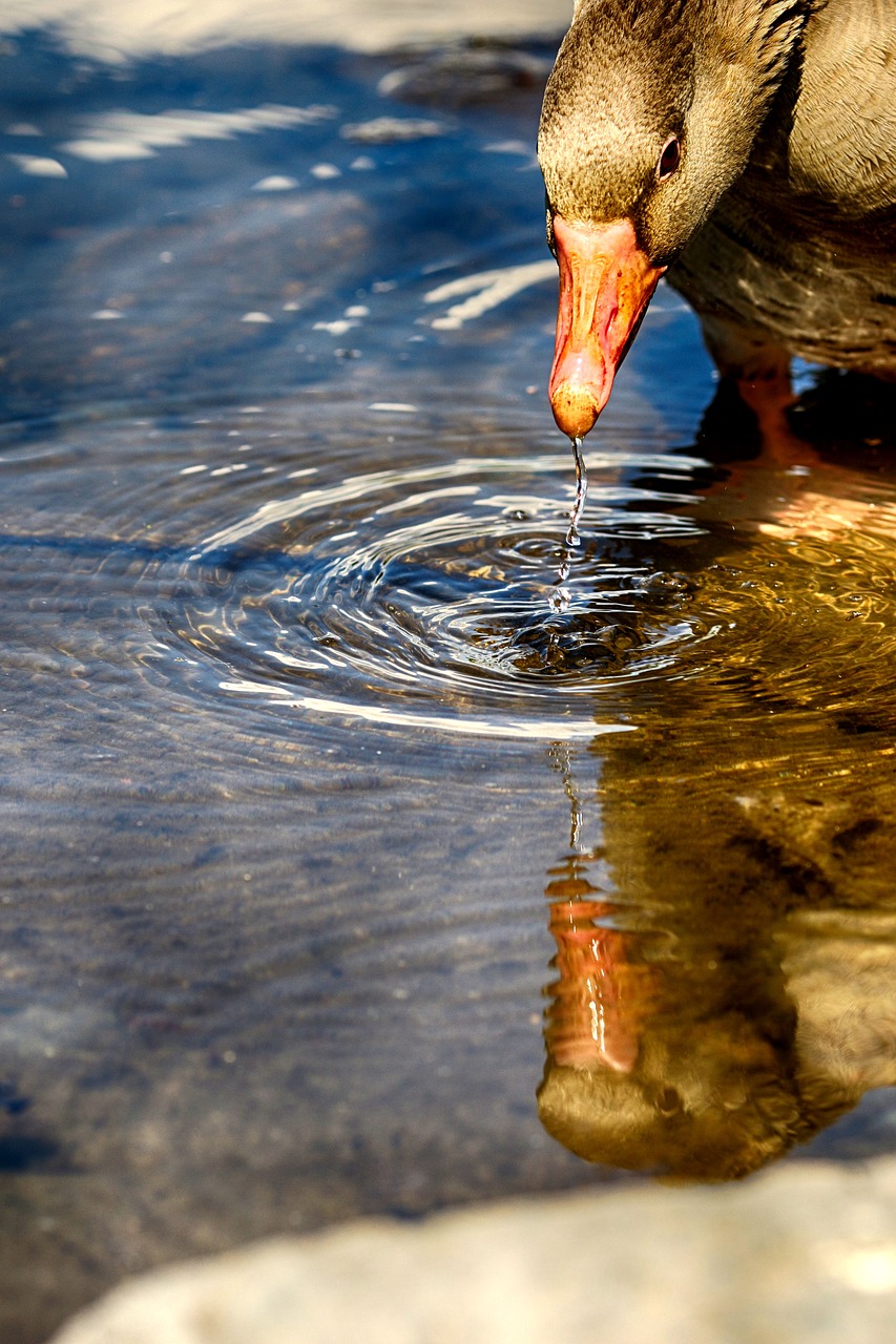 goose  water  nature free photo