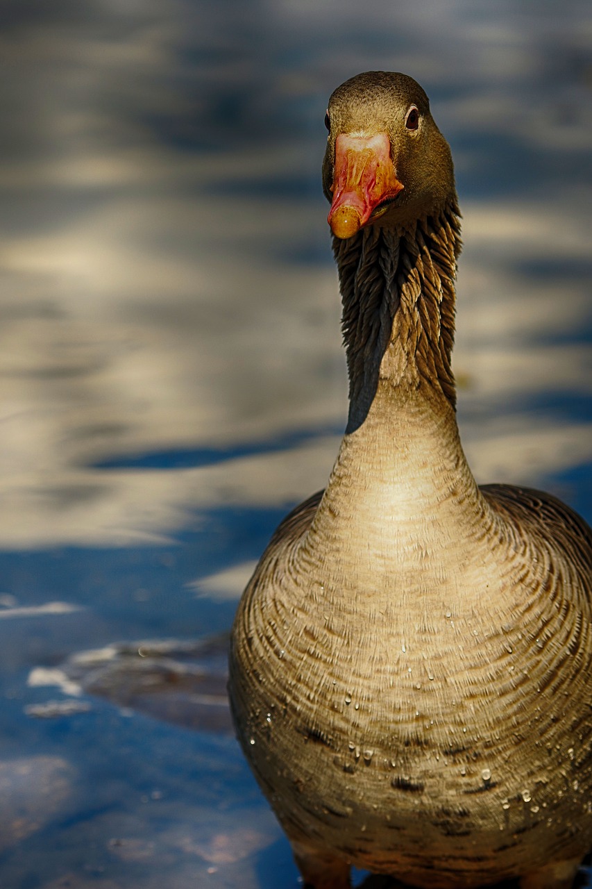 goose  and  bird free photo