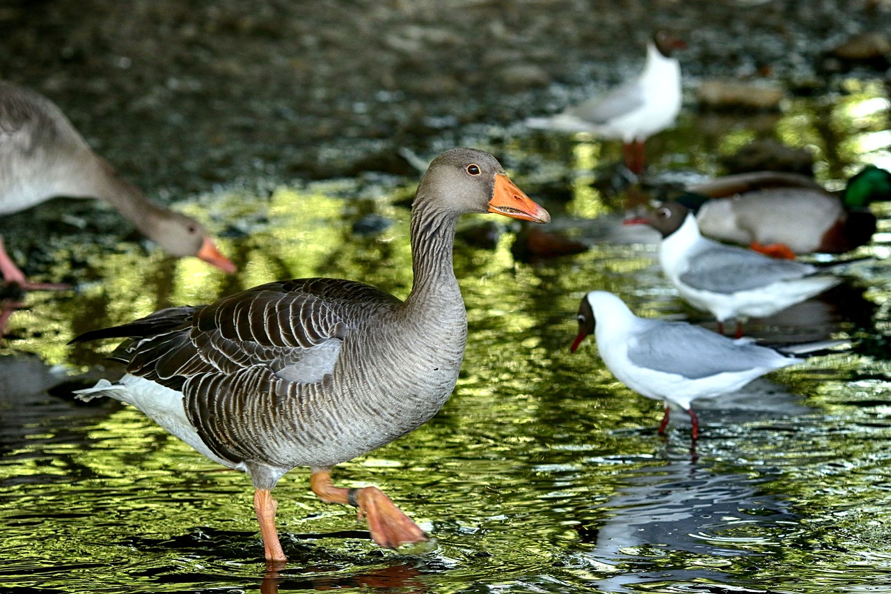 goose  and  bird free photo