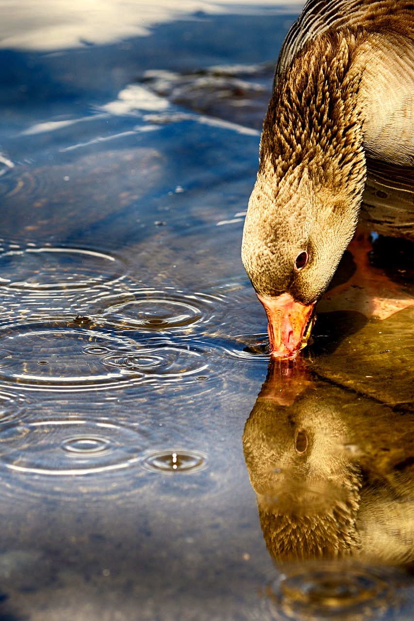 goose  lake  bird free photo