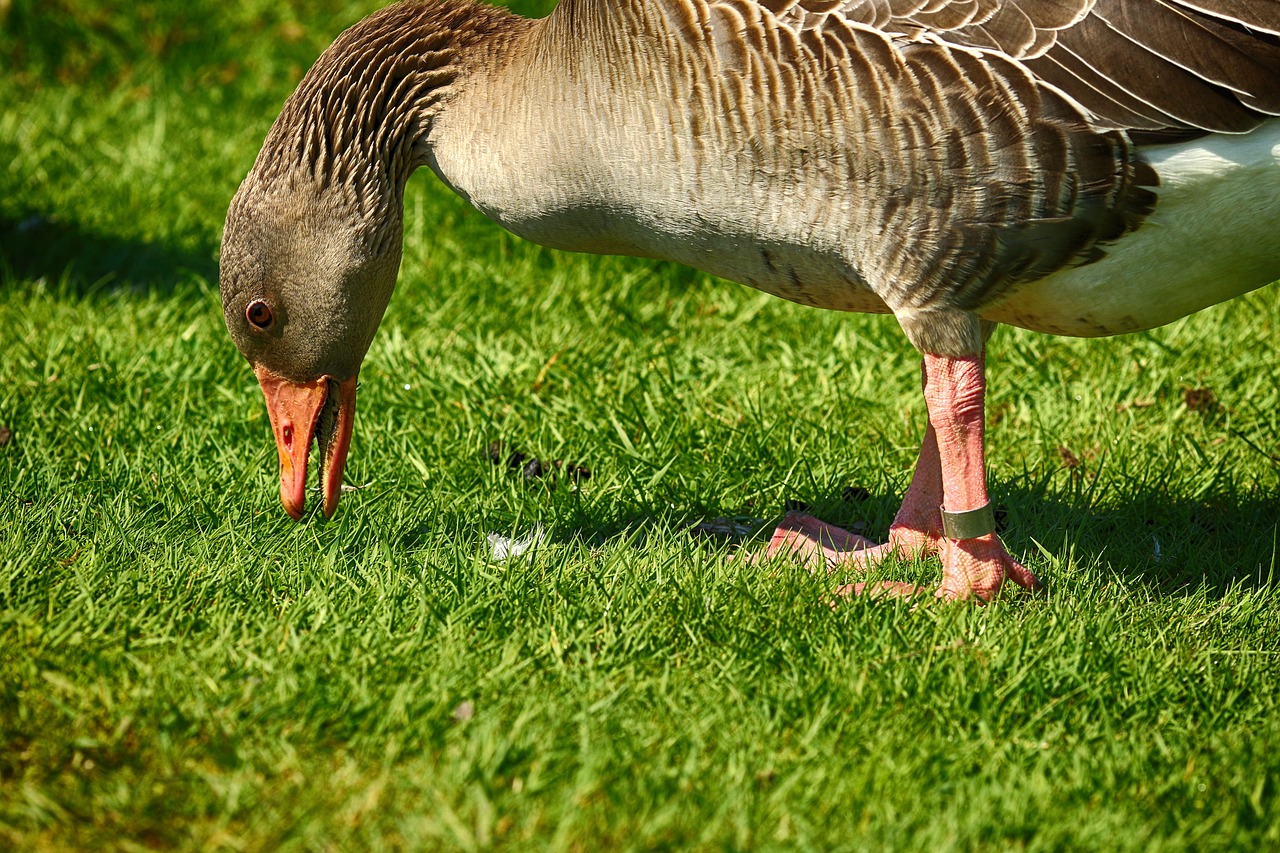 goose  bird  animal free photo