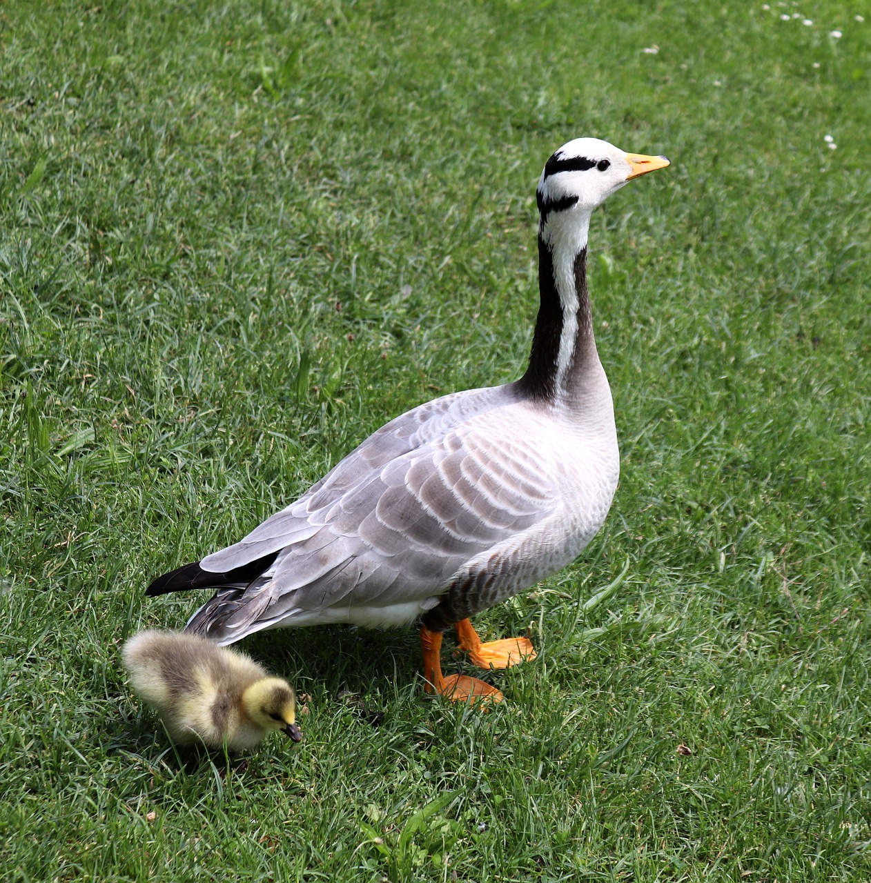 goose  chicks  nature free photo