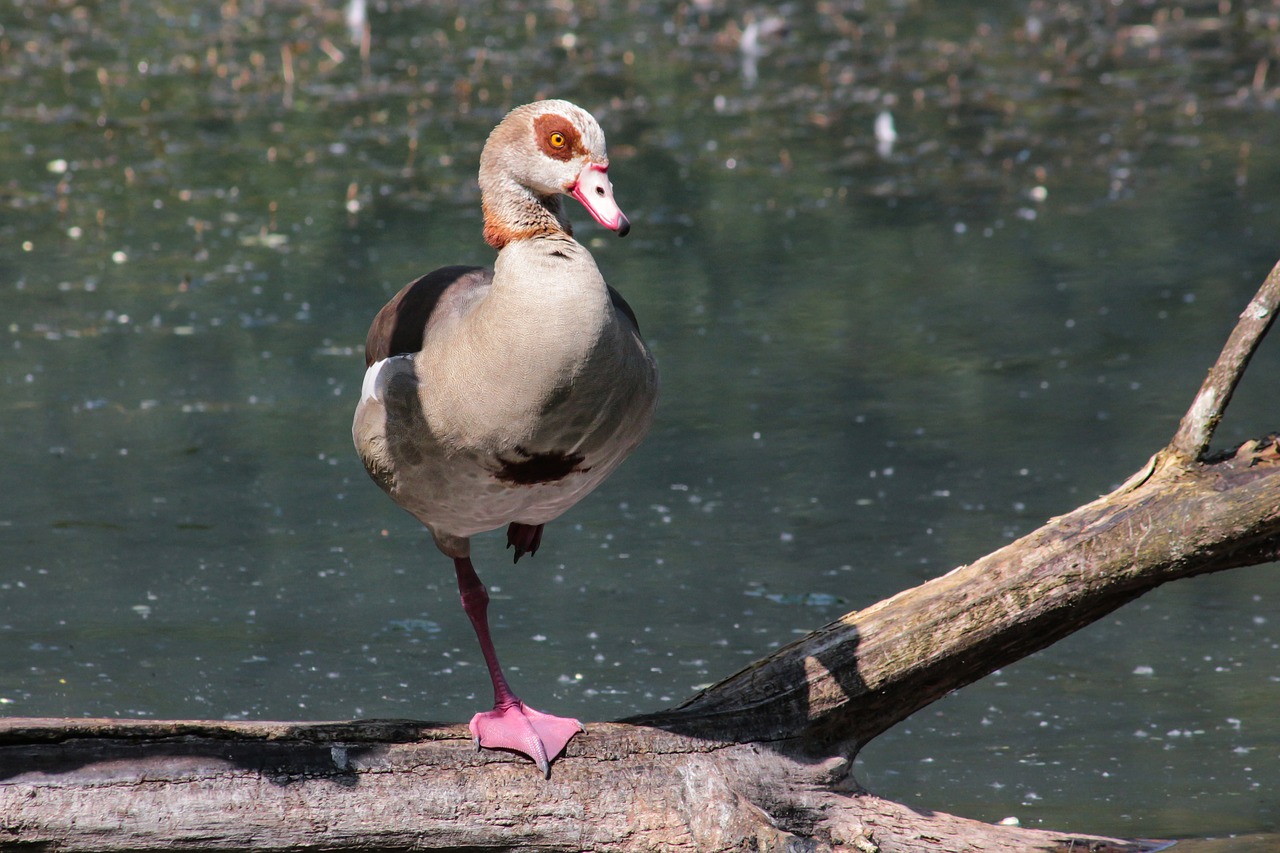 goose  water bird  bird free photo