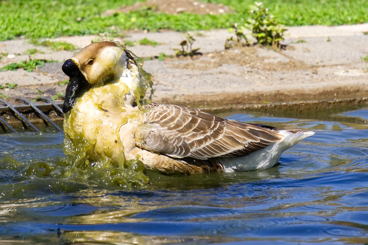 goose  water  animal free photo