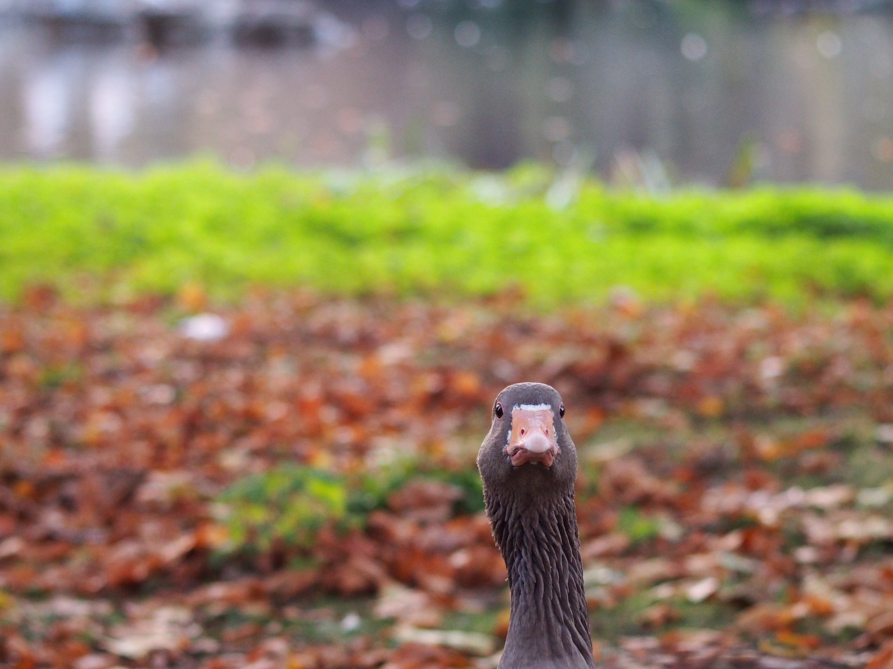 goose  geese head  animal free photo