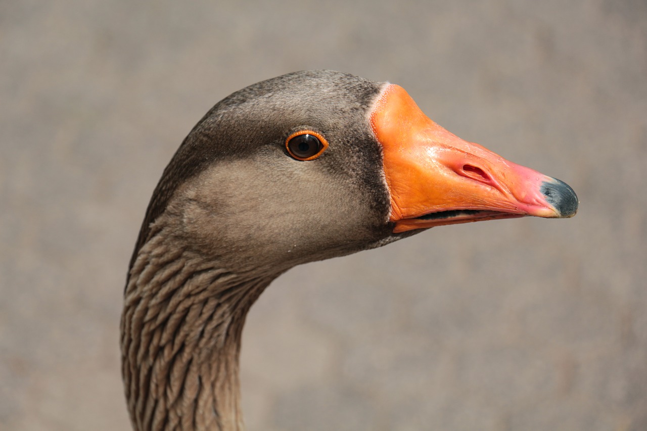 goose  head  close up free photo