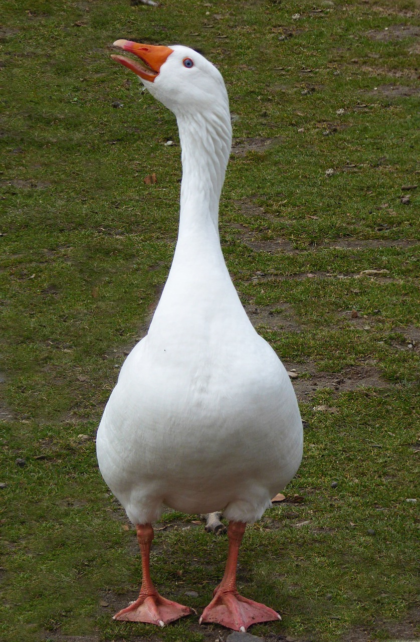 goose  livestock  poultry free photo