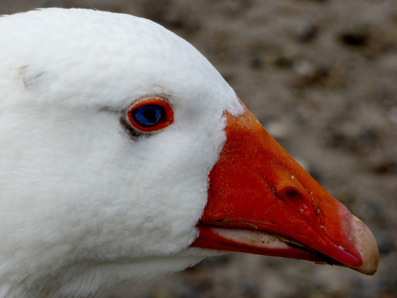 goose  livestock  white free photo