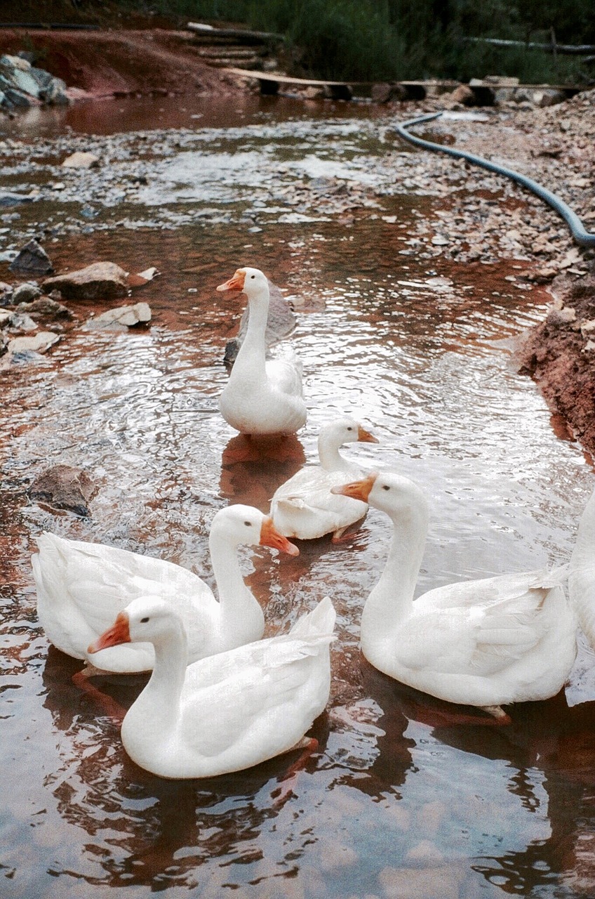 goose  natural  animal free photo