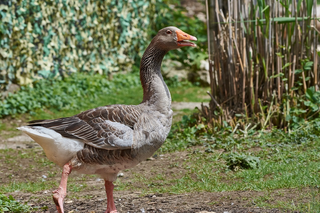 goose  stand  water bird free photo