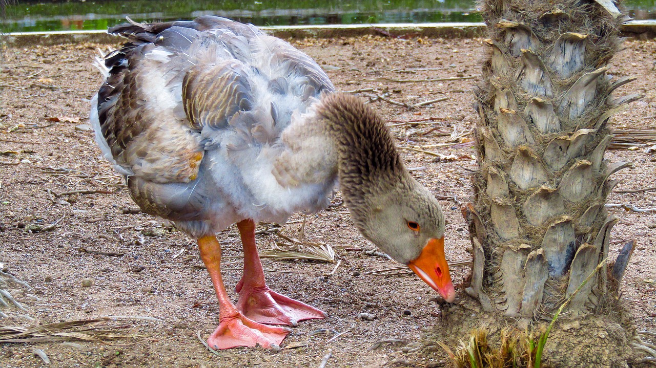 goose  ave  plumage free photo