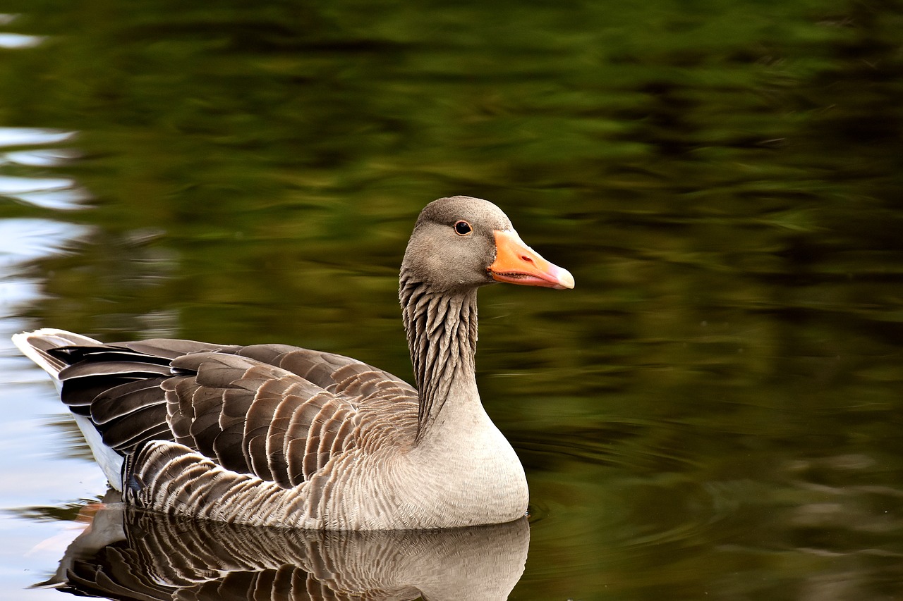 goose  wild goose  water bird free photo