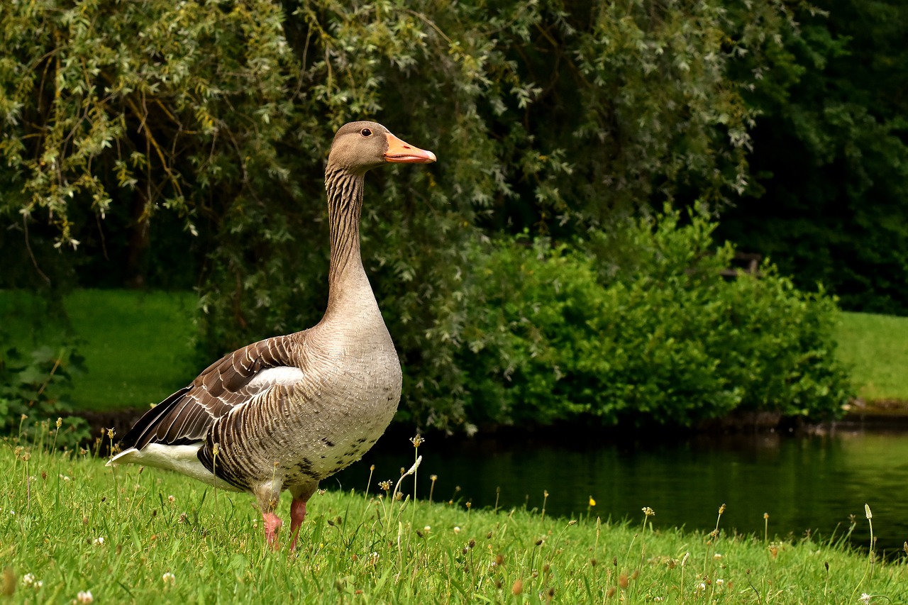 goose  wild goose  water bird free photo