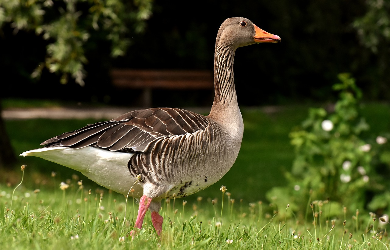 goose  wild goose  water bird free photo