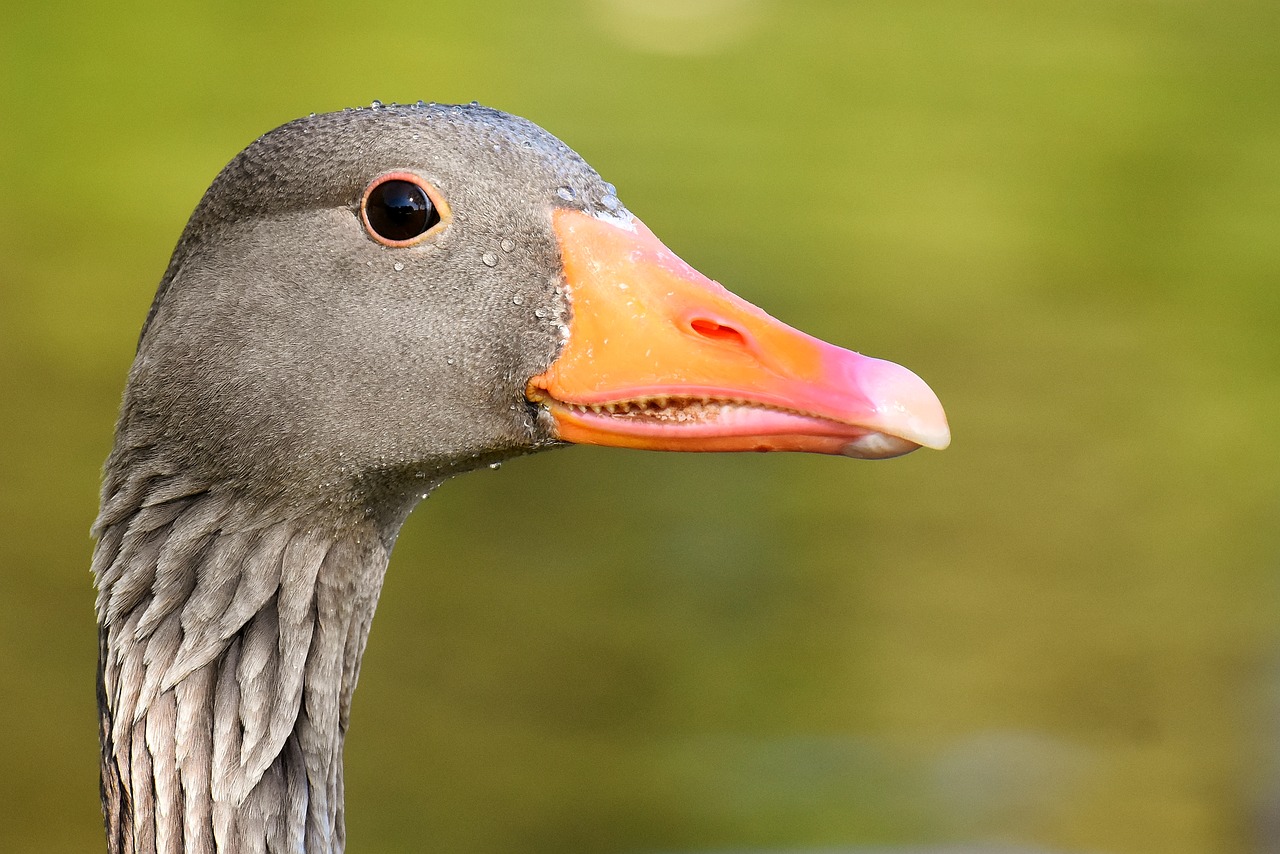 Goose. Гусь. Гусь гогочет. Гусыня гогочет. Взгляд утки.