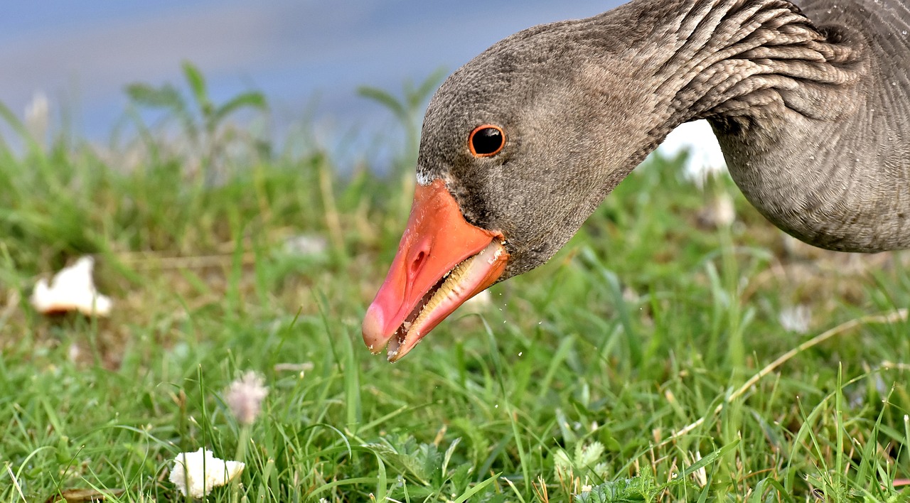 goose  wild goose  water bird free photo