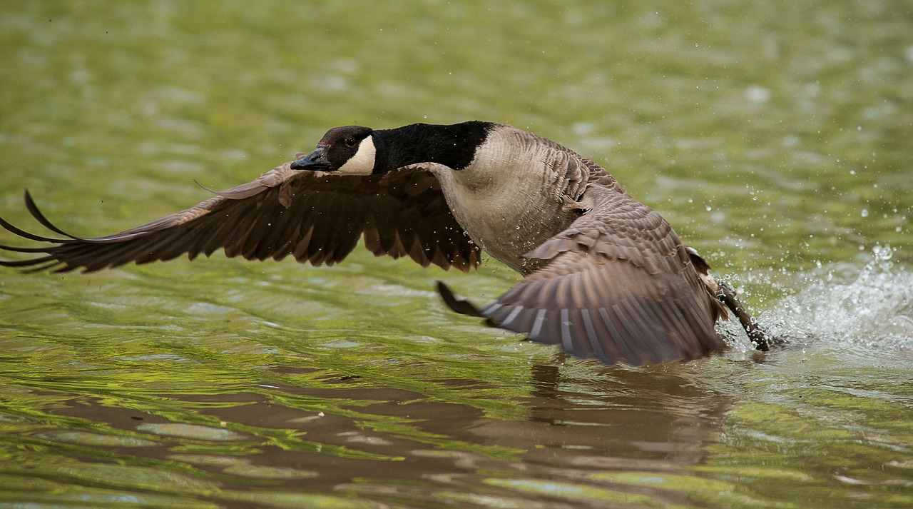 goose wing water free photo