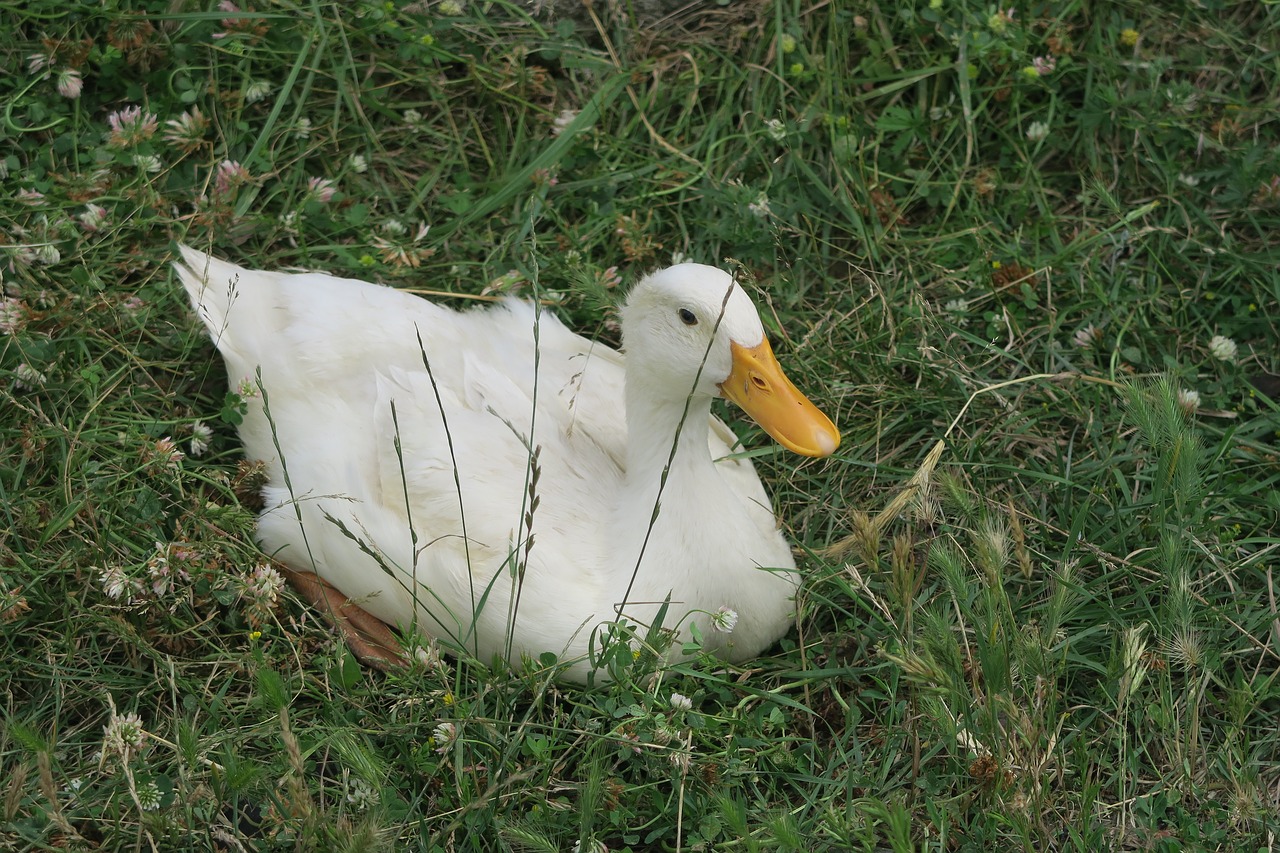 goose  animal  winged free photo