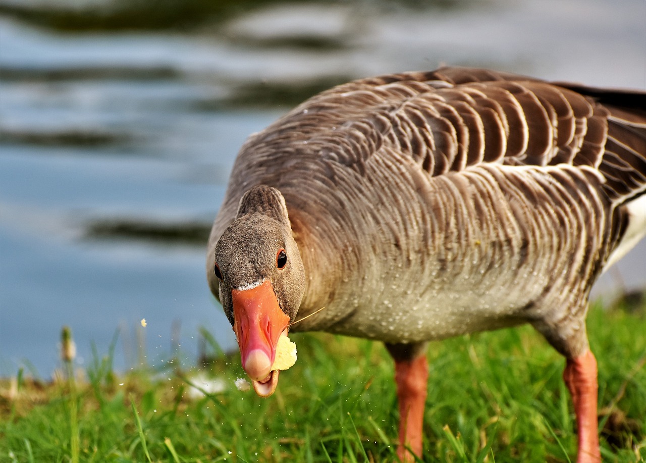 goose  greylag goose  poultry free photo
