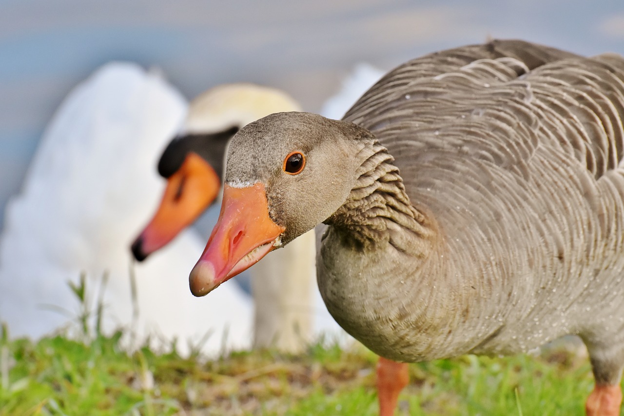 goose  water  waterfowl free photo