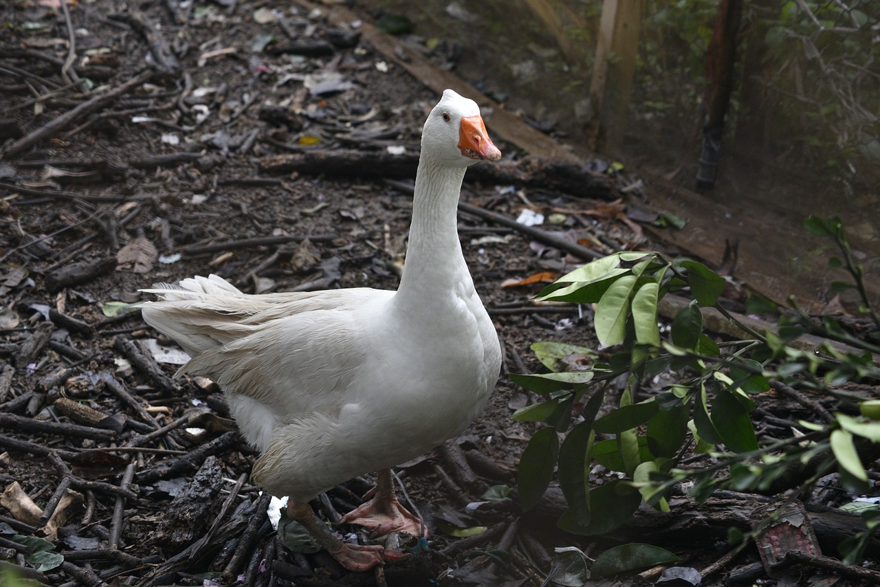 goose  animal  duck family free photo