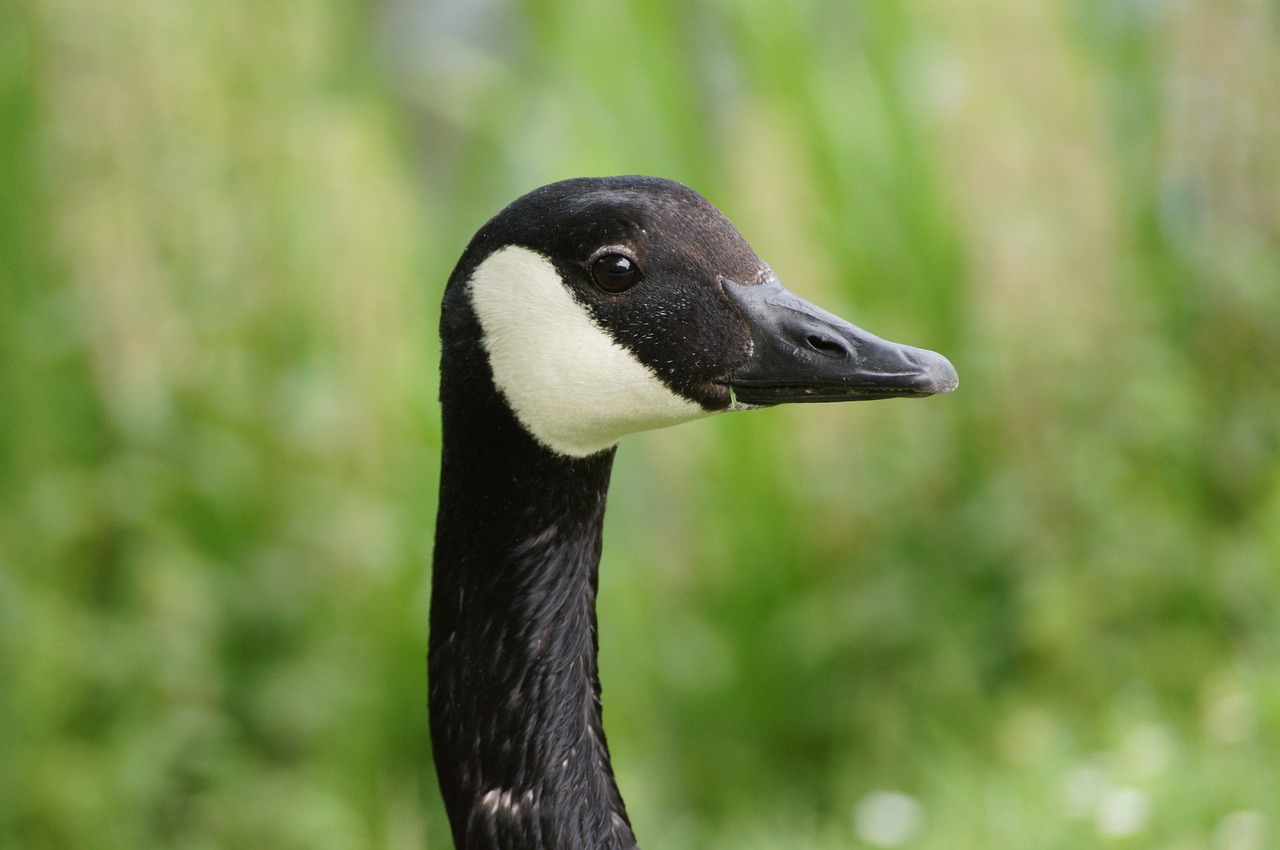 goose  eye  animal free photo