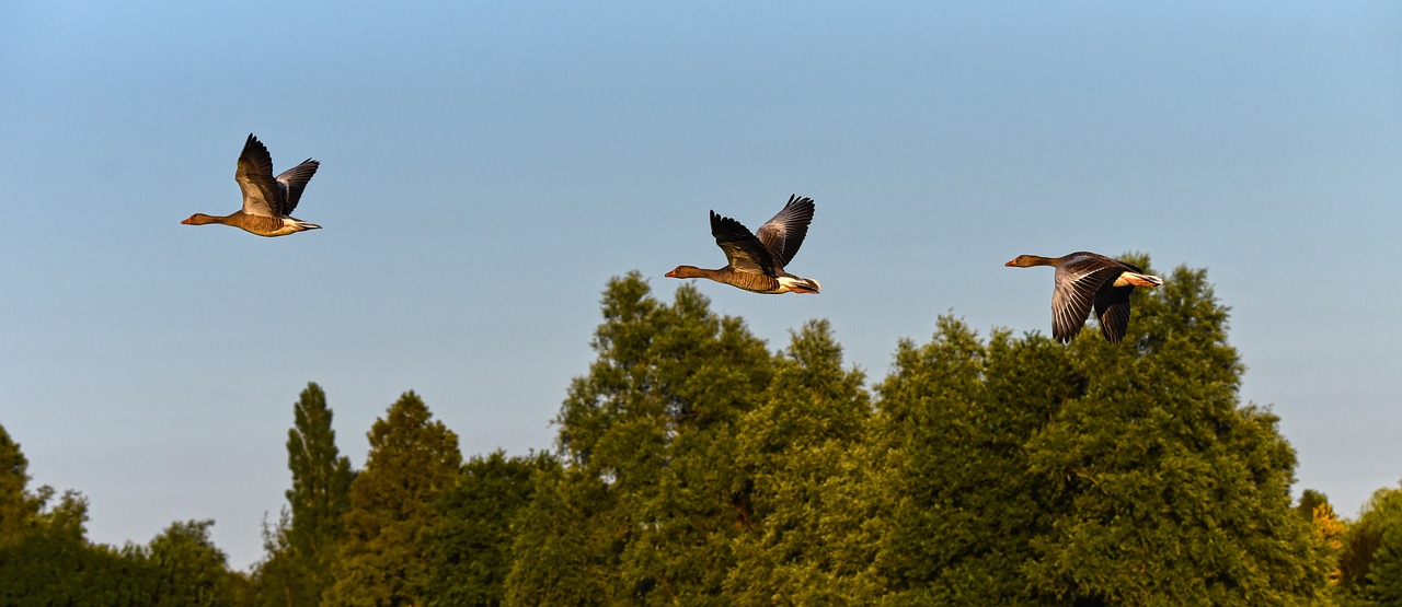 goose  waterbird  bird free photo