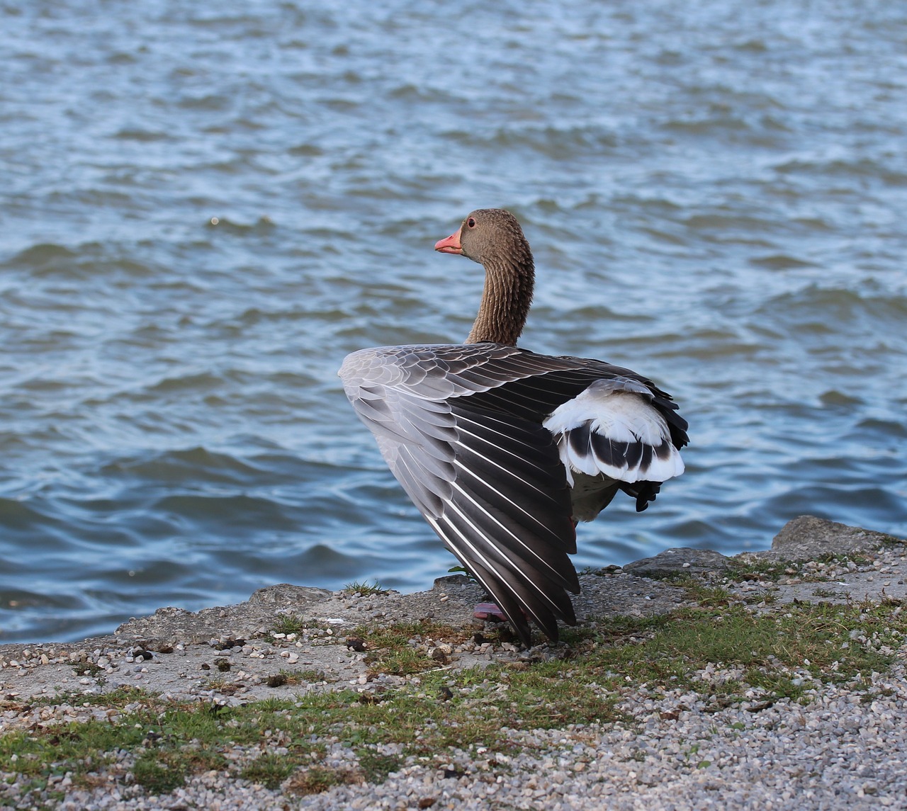 goose ammersee water free photo