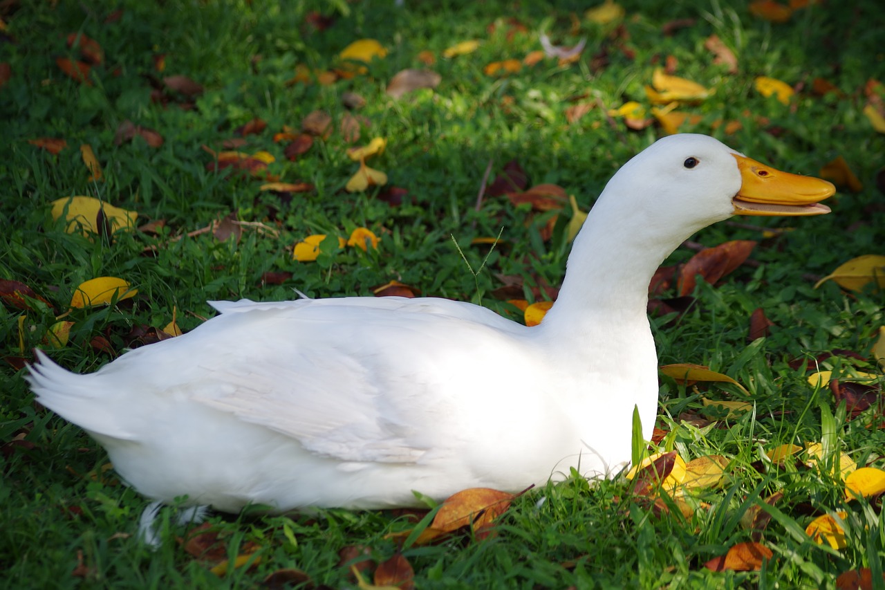 goose  bill  bird free photo