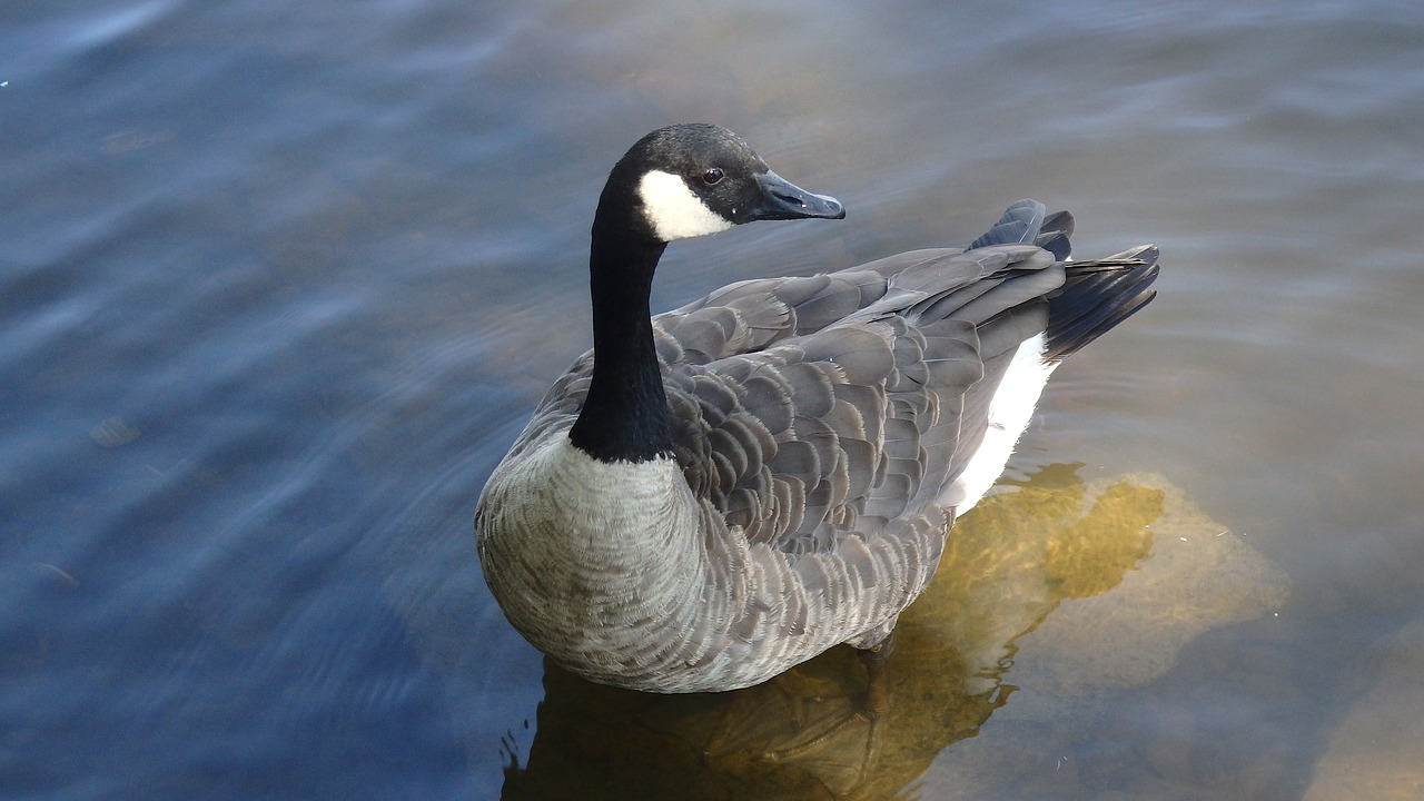 goose  duck  geese free photo