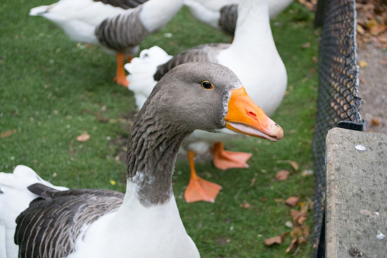 goose  zoo  nature free photo