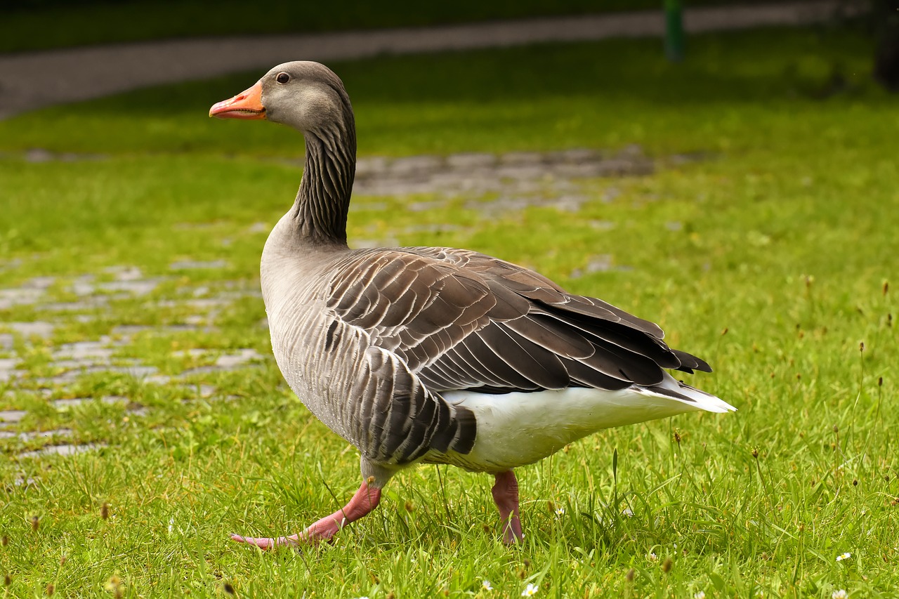 goose  wild goose  water bird free photo