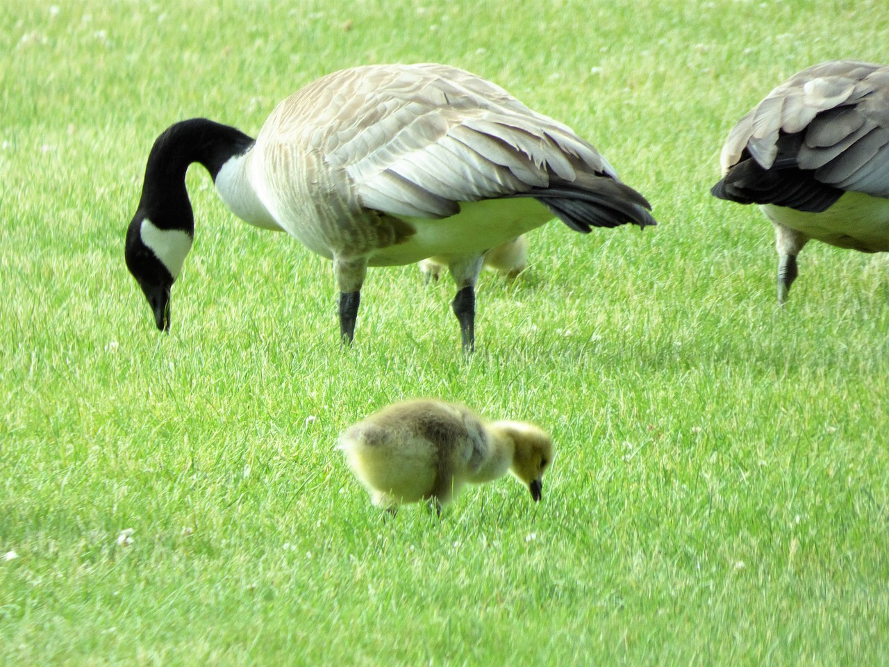 goose  gosling  geese free photo